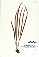 藏品(書帶蕨)的圖片